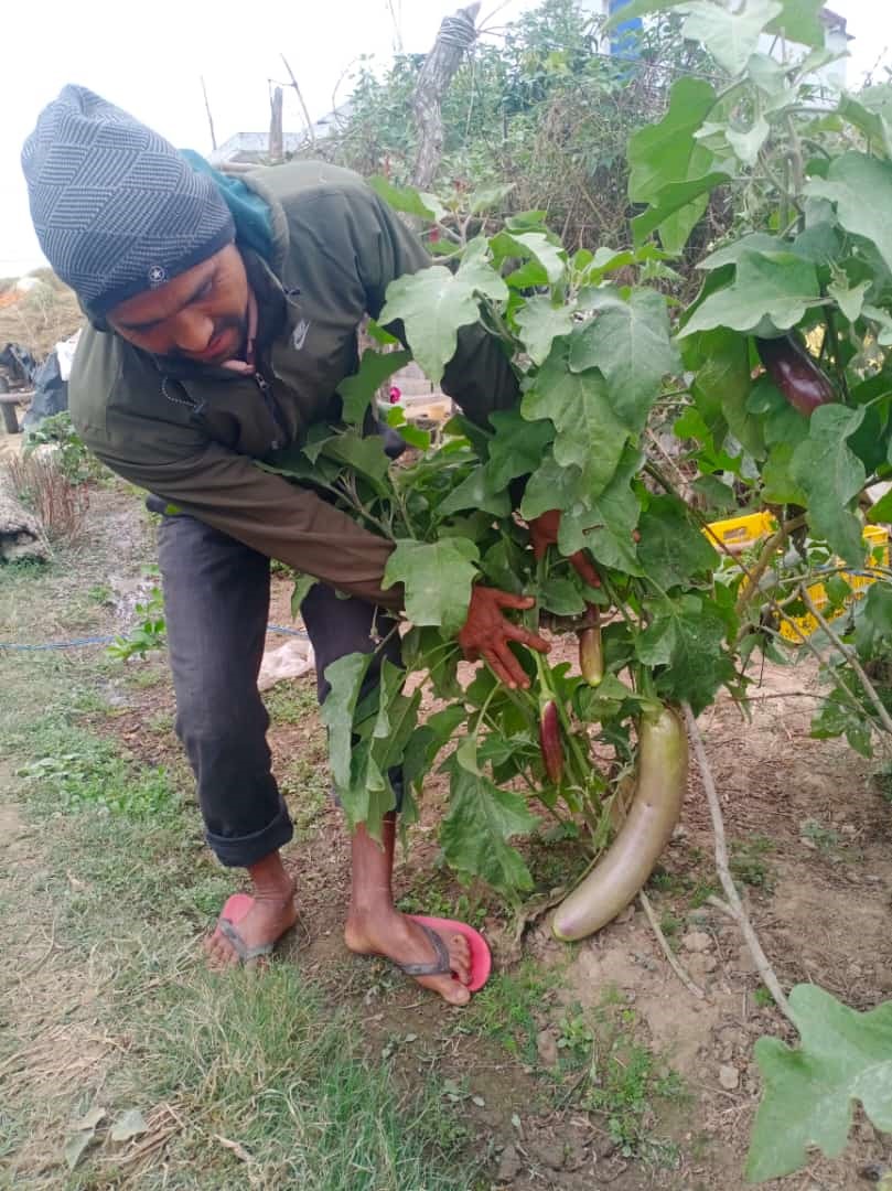 “Thriving with Swine Birendra Chaudhary’s Success Story in Pig Raising